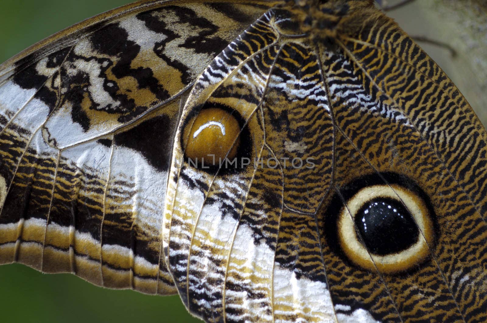 Tropical butterfly perched on a tree trunk