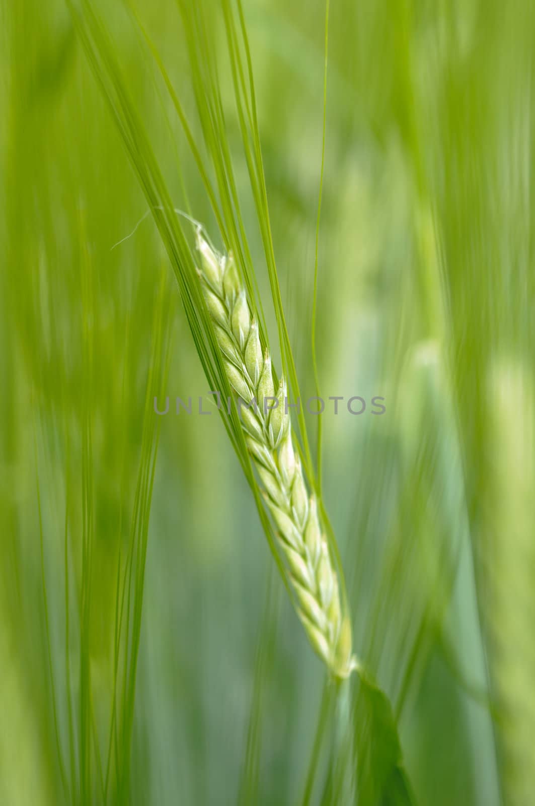 Plants of barley for production of beer