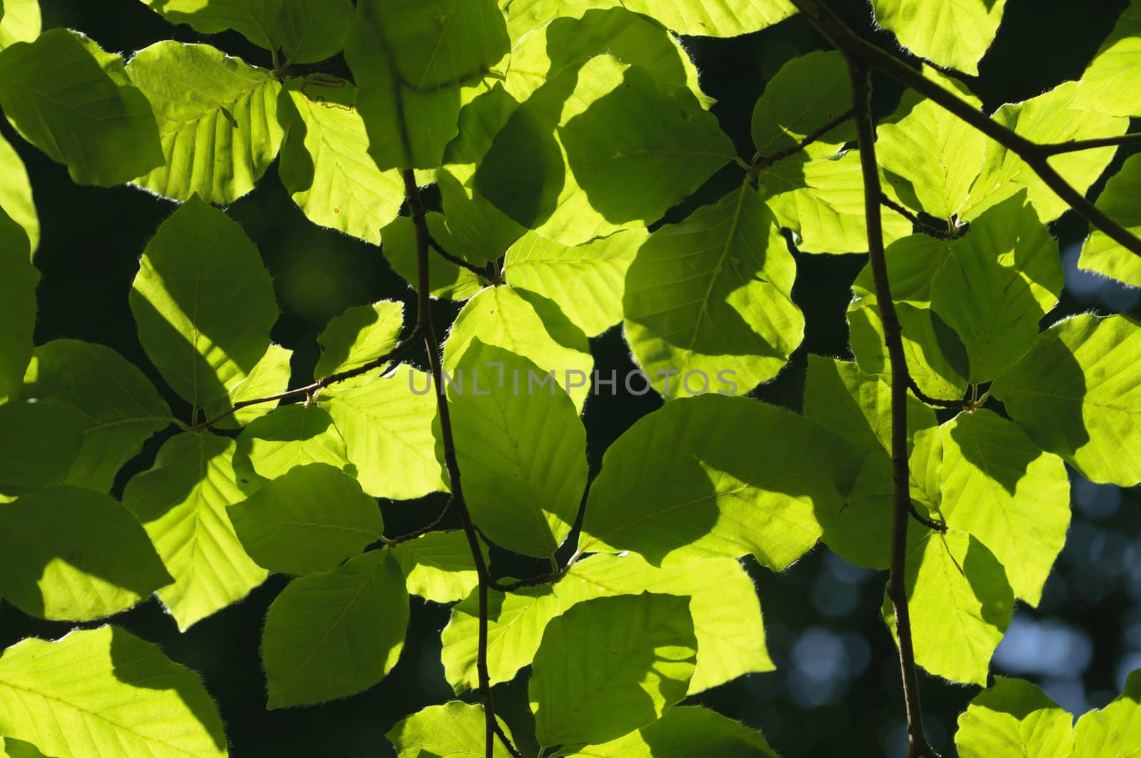 Tree leaves backlit by the sun in Summer