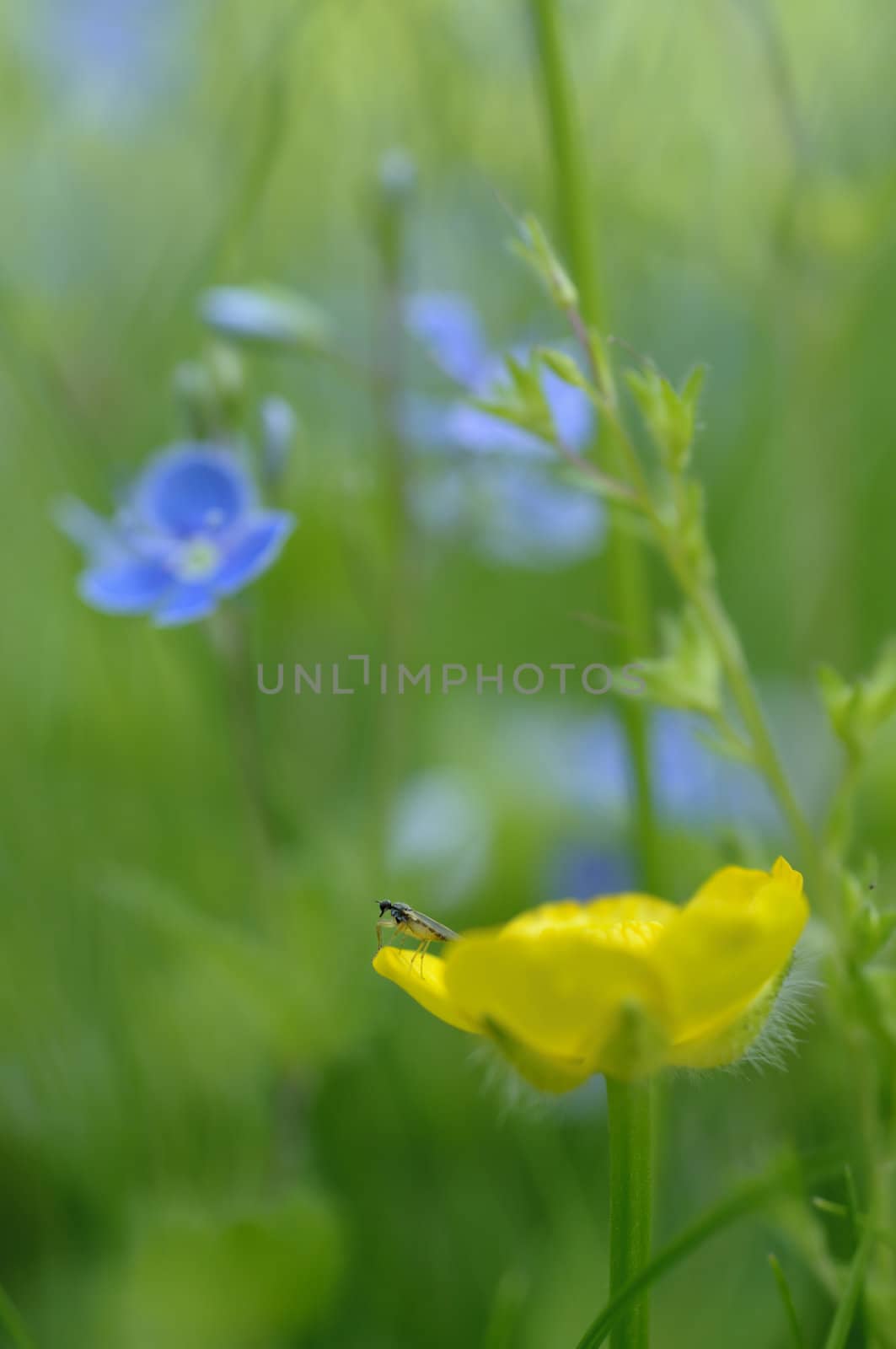 Yellow flower with insect and blue flowers in green grass