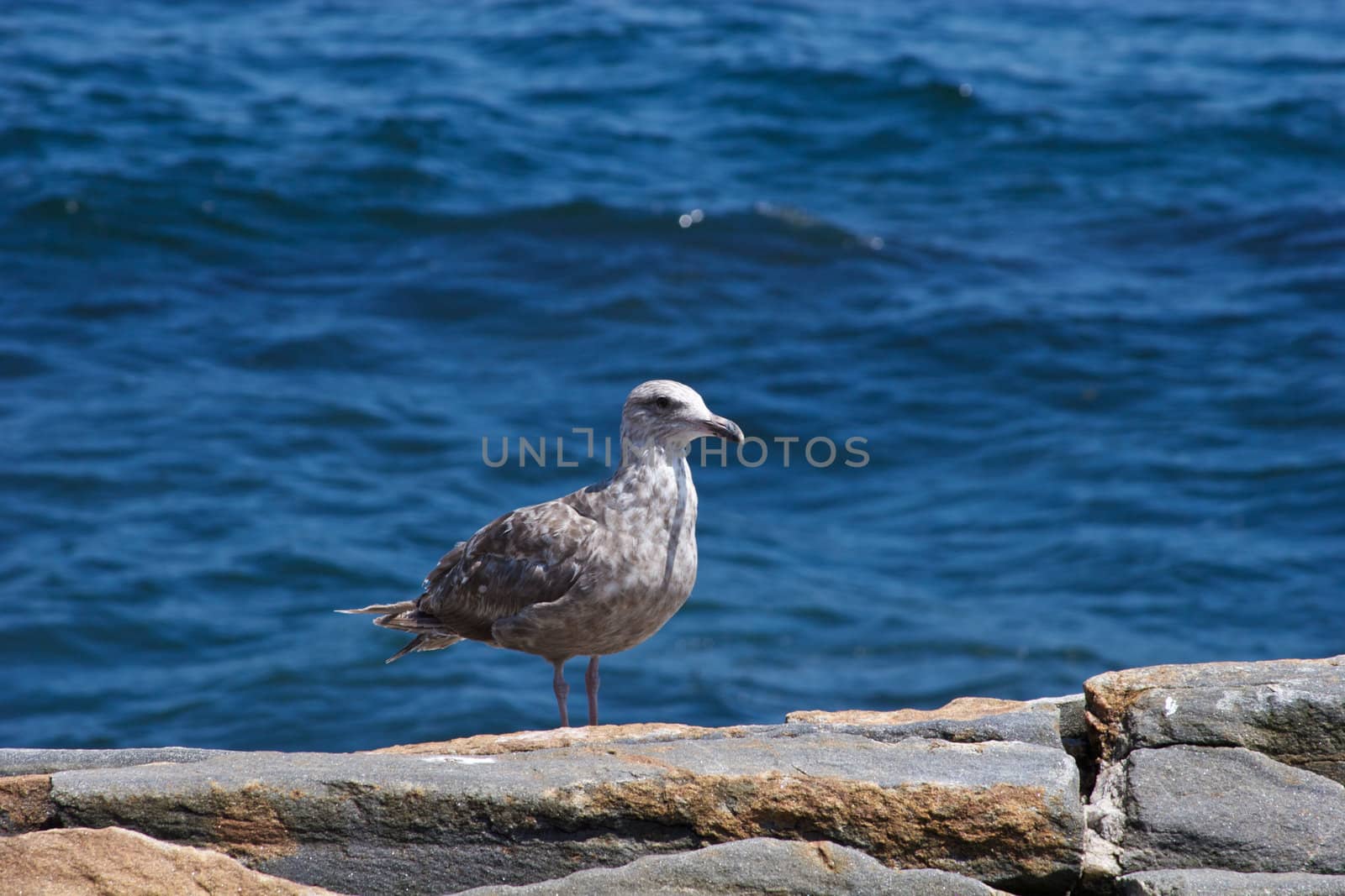 A close-up of a sea gull sitting on rocks with the ocean in the background.