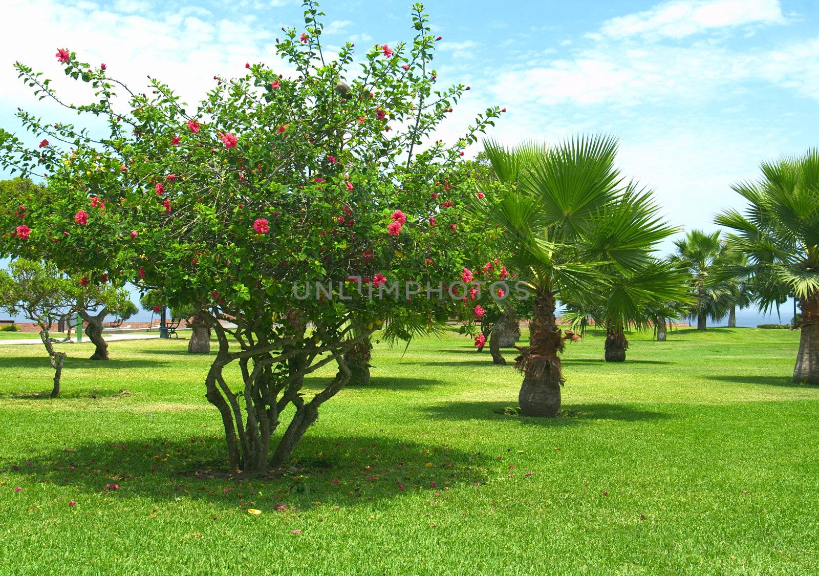 Park with a hibiscus tree and many palm trees on the so-called Costa Verde (Green Coast) in Miraflores, Lima, Peru