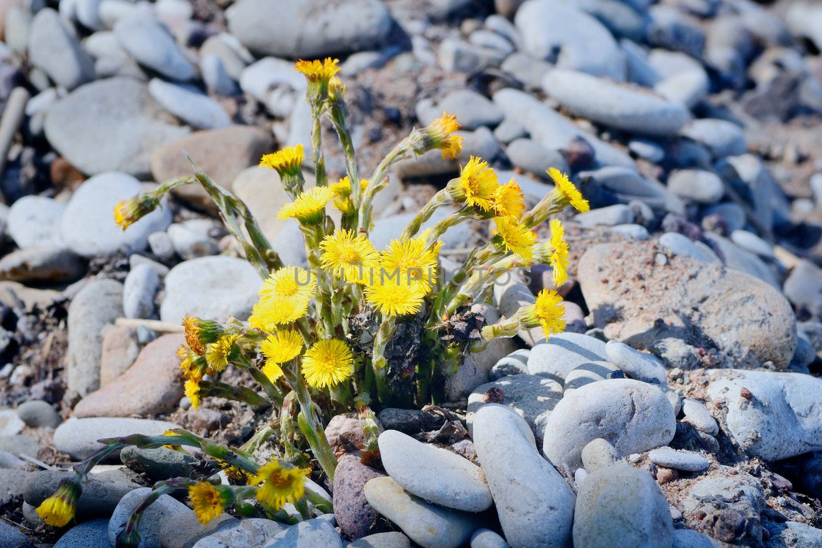 Yellow dandelions between the pebbles on the seashore