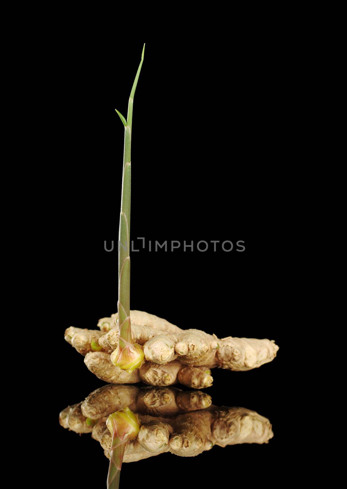 Sprouting root ginger (lat. Zingiber Officinale) photographed on black with reflection (Selective Focus, Focus on the front)