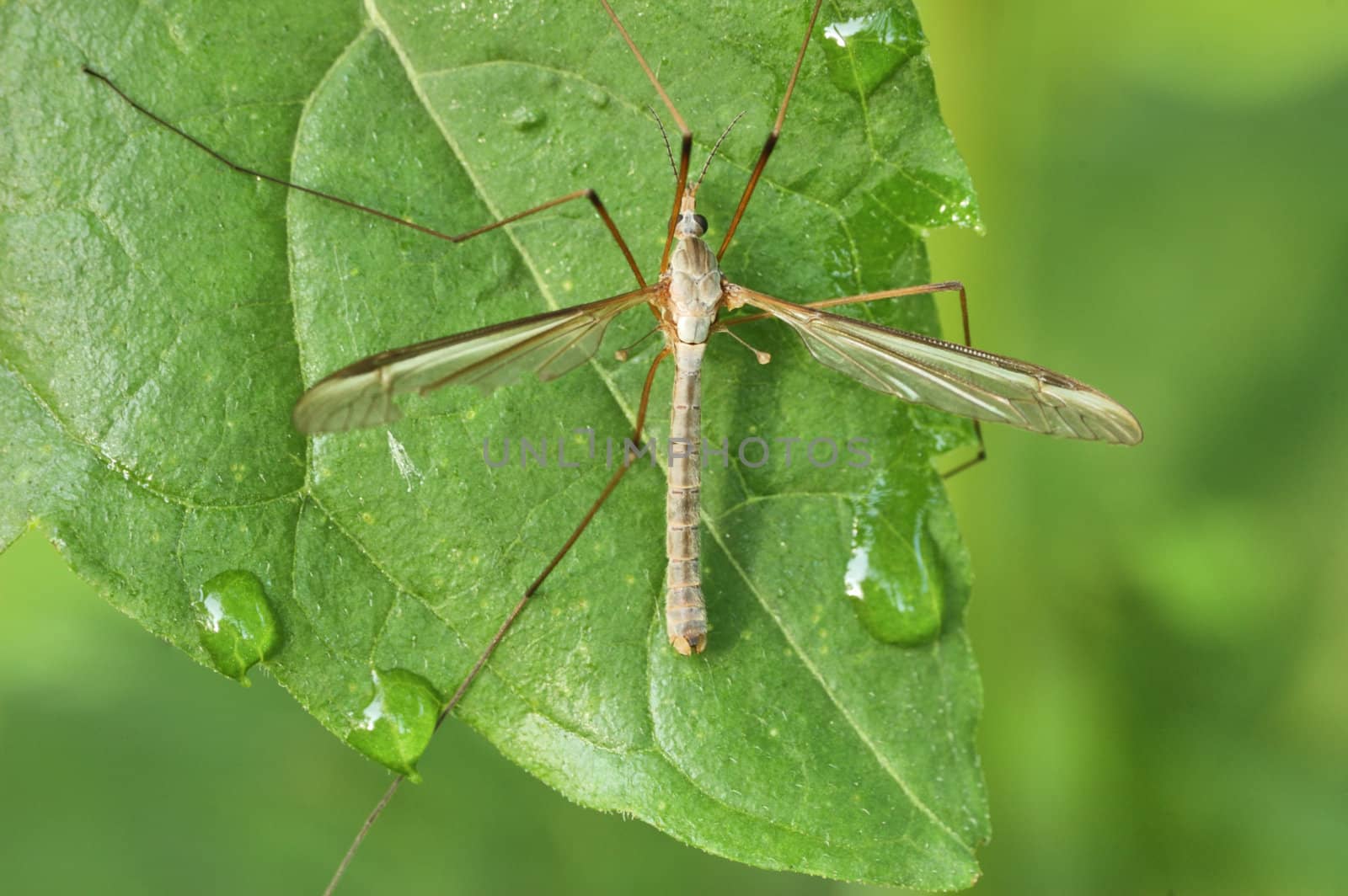 A crane fly perched on a plant leaf.