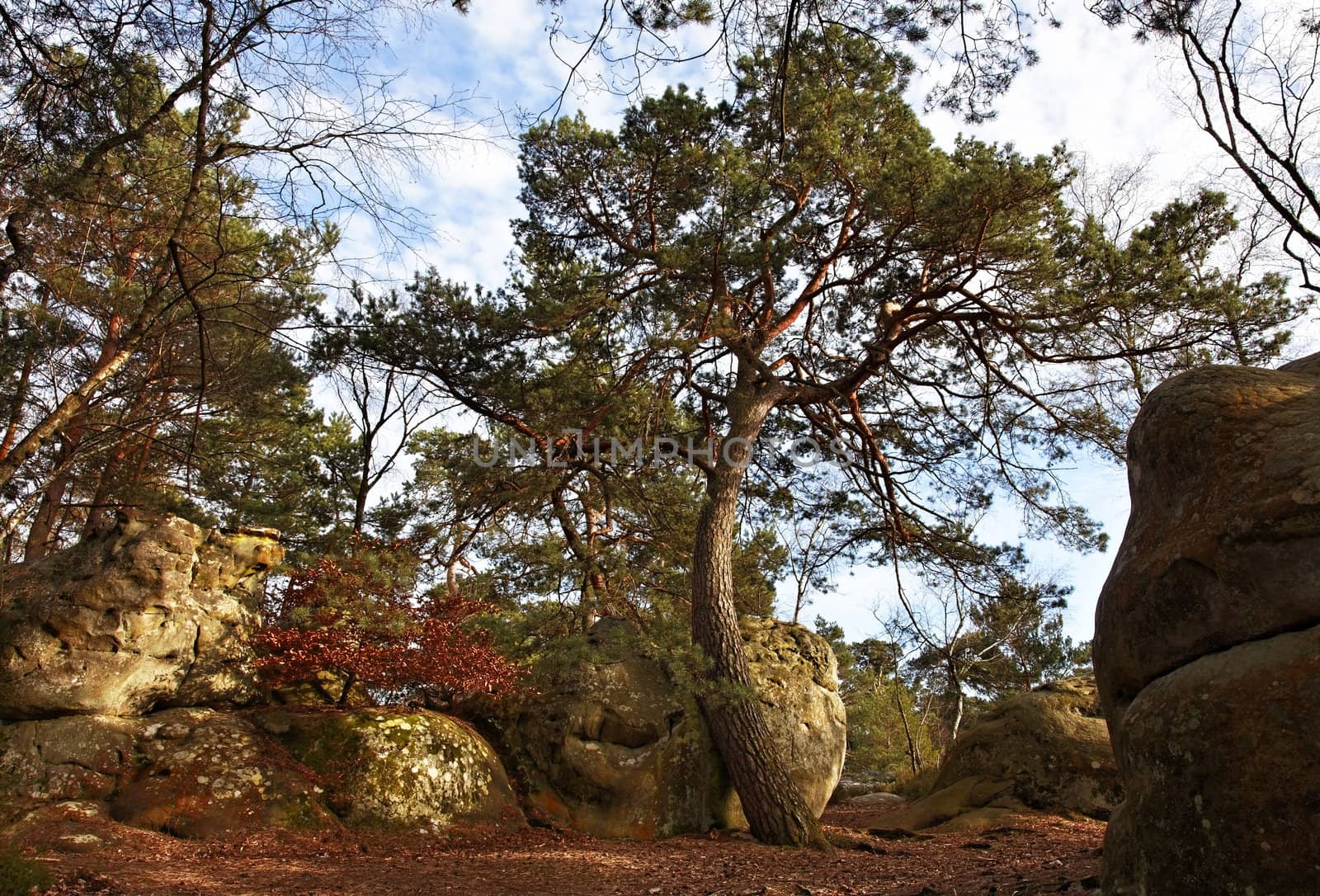 Image from the entrance in the Gorges of Franchard in the forest of Fontainebleau in the early spring.This French forest is a national natural park wellknown for its boulders with various sahpes and dimensions. It is the biggest and most developed bouldering (a specific style of  rock climbing) area in the world.