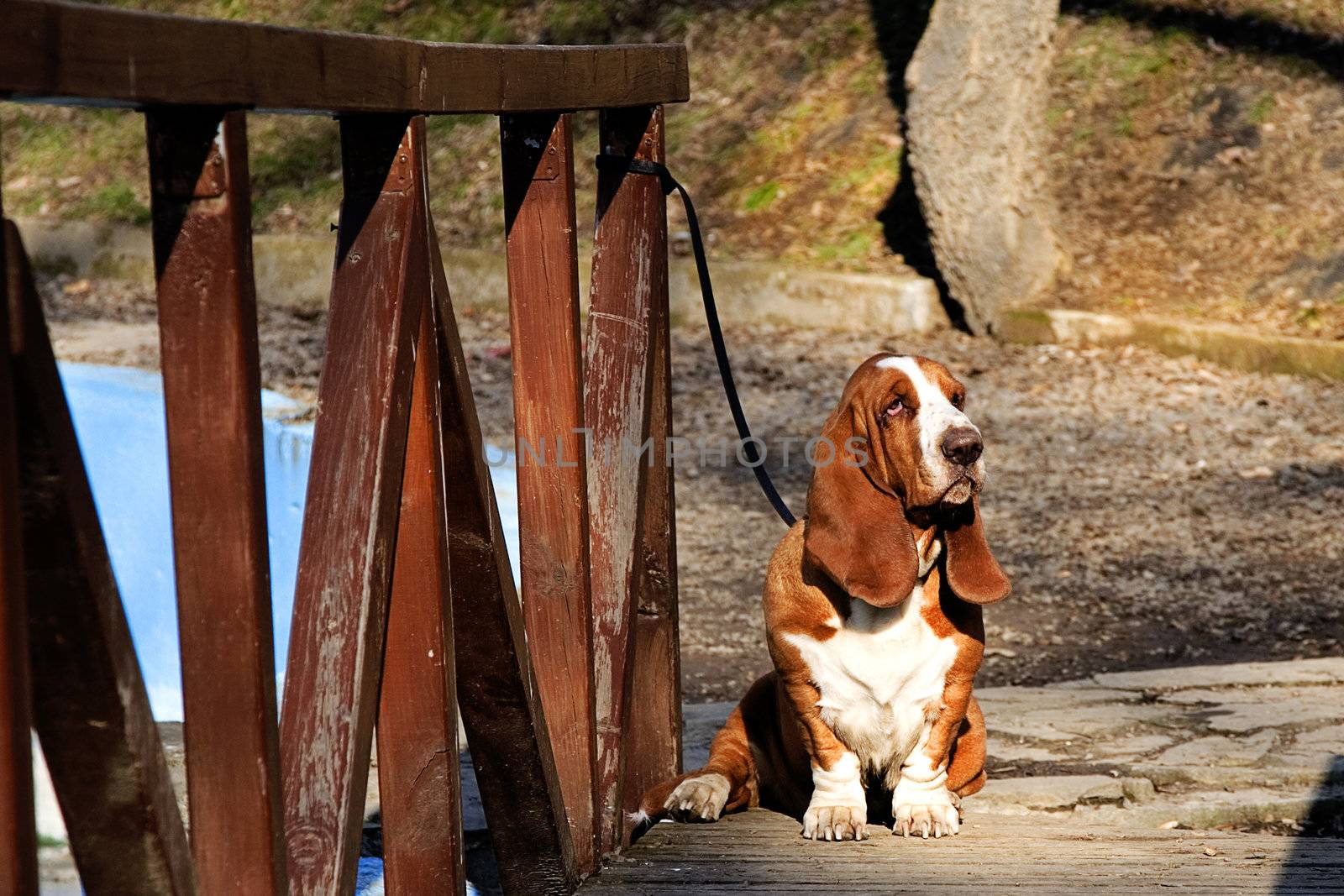 sad dog, basset hound on wooden bridge