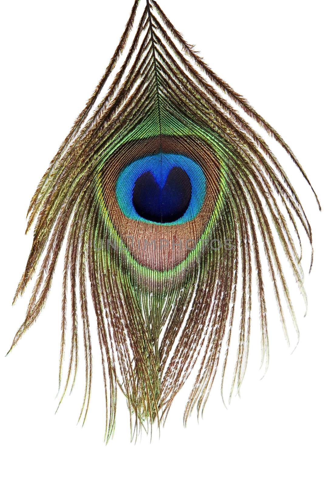Detail of peacock feather eye on white background