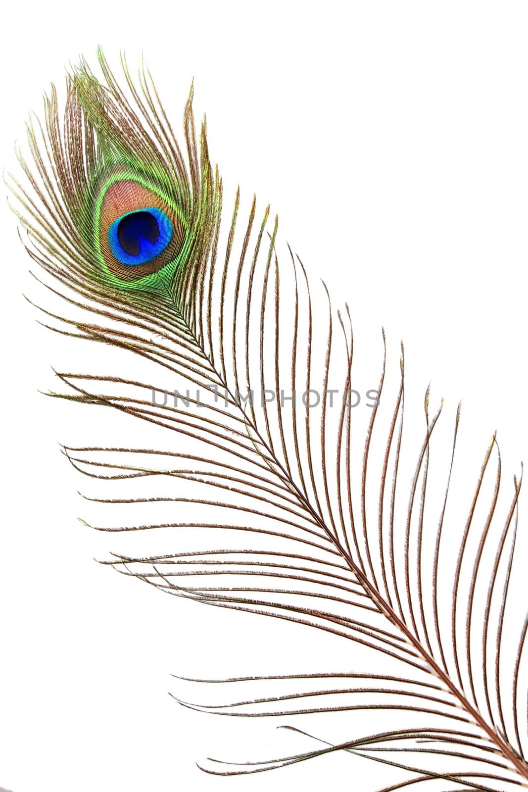 Detail of peacock feather eye on white background