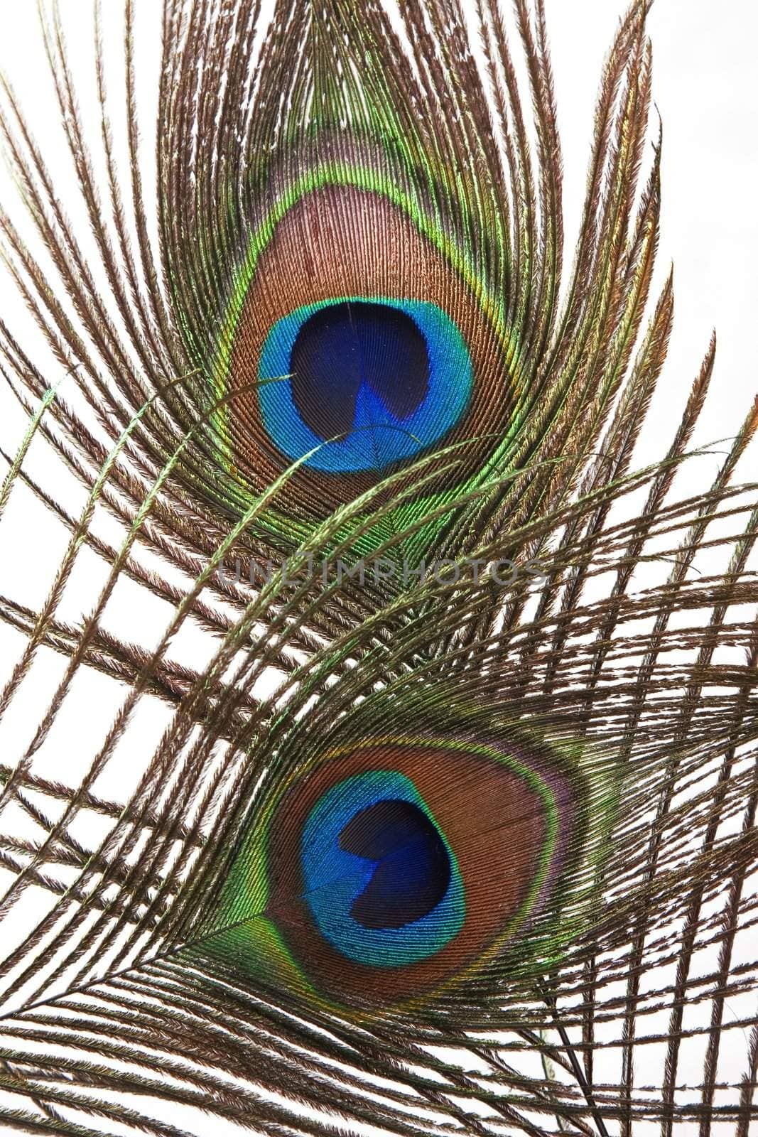 Detail of peacock feather eye on white background