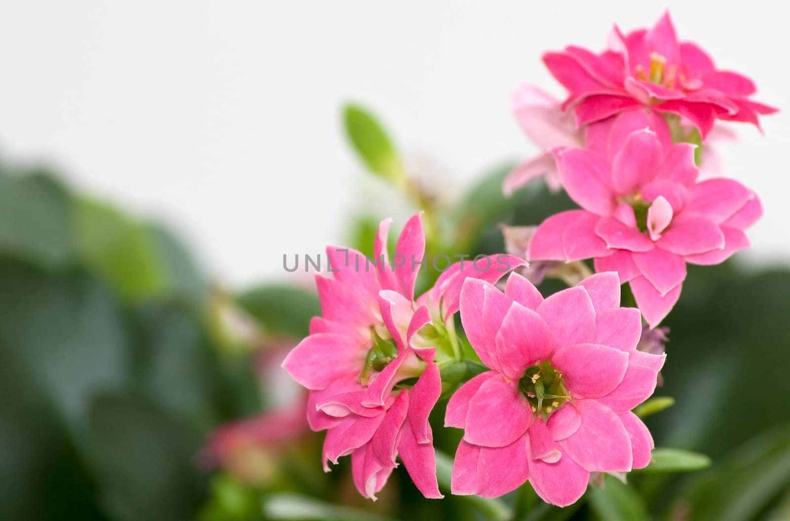 flowers of kalanchoe on white background by vasily