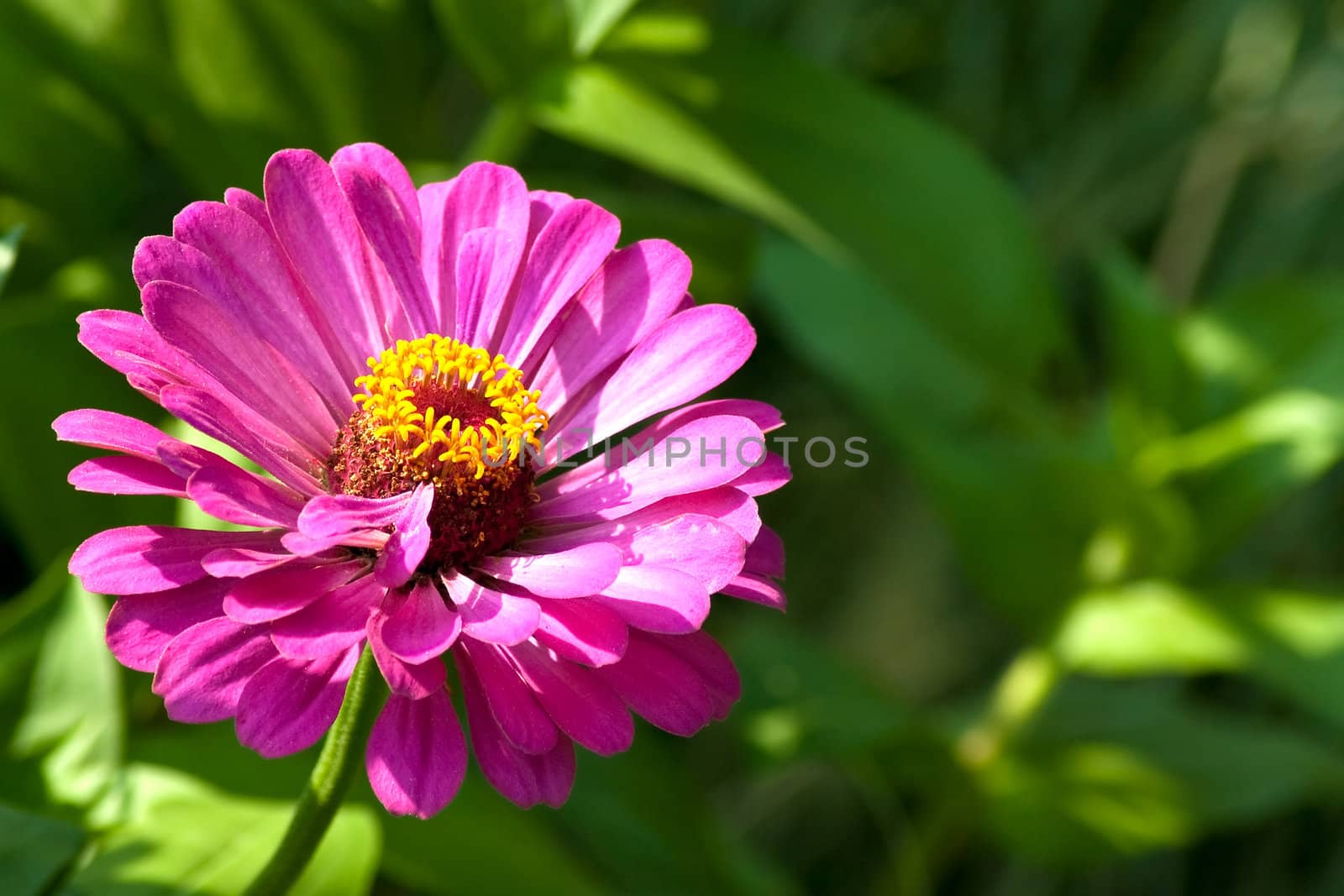 magenta zinnia flower on green background