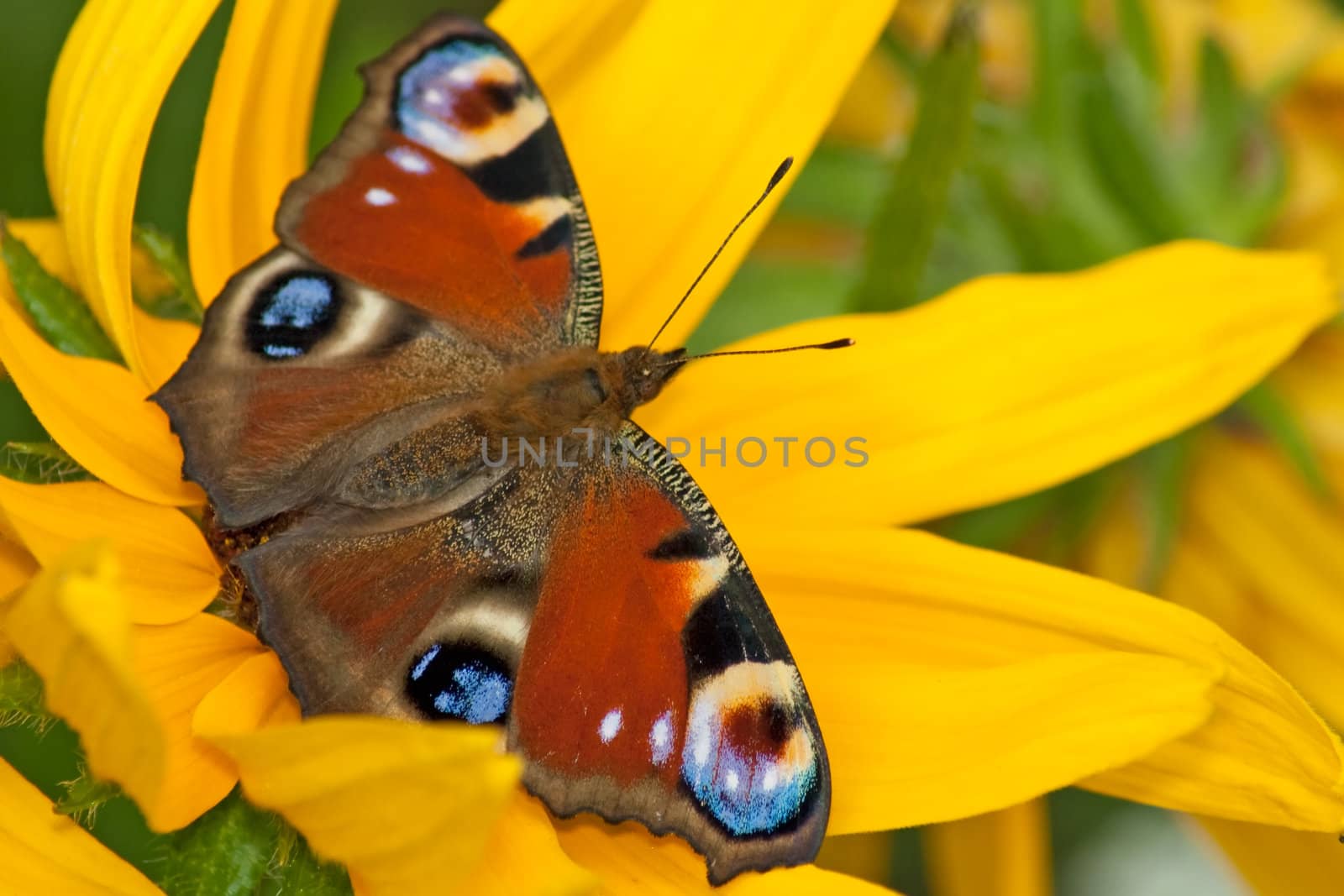 Eyed Hawk-Moth on yelow flower