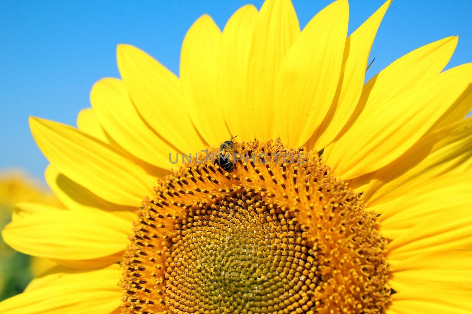 bright yellow sunflower by goce