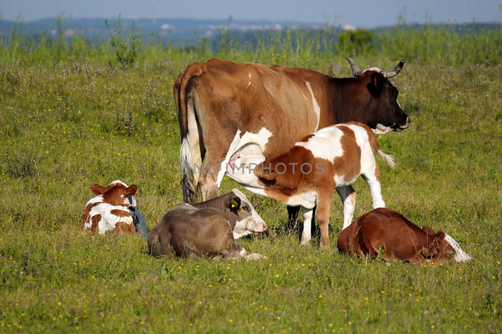 calf feeding with milk by goce