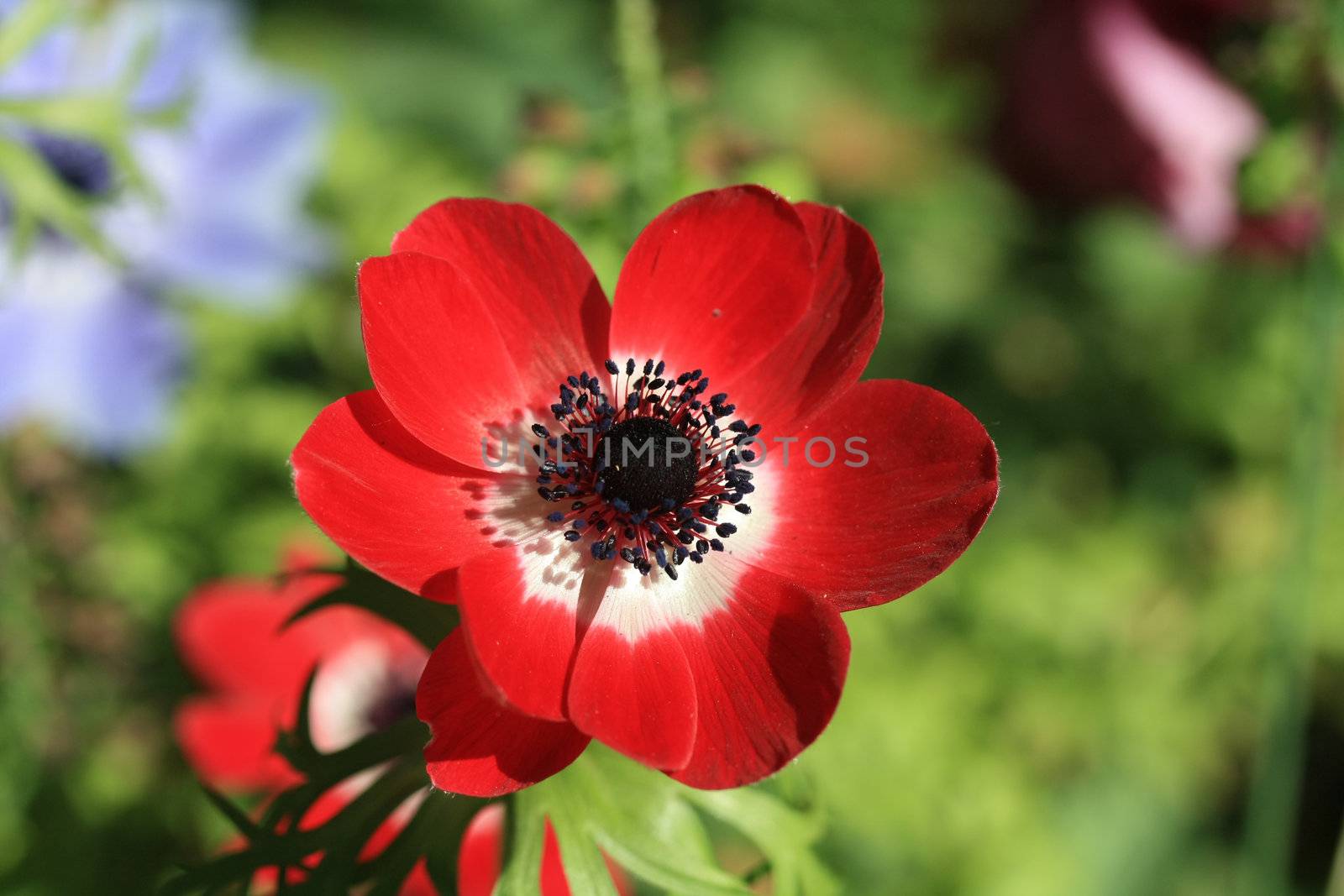 A close up of a red anemone in full sunlight