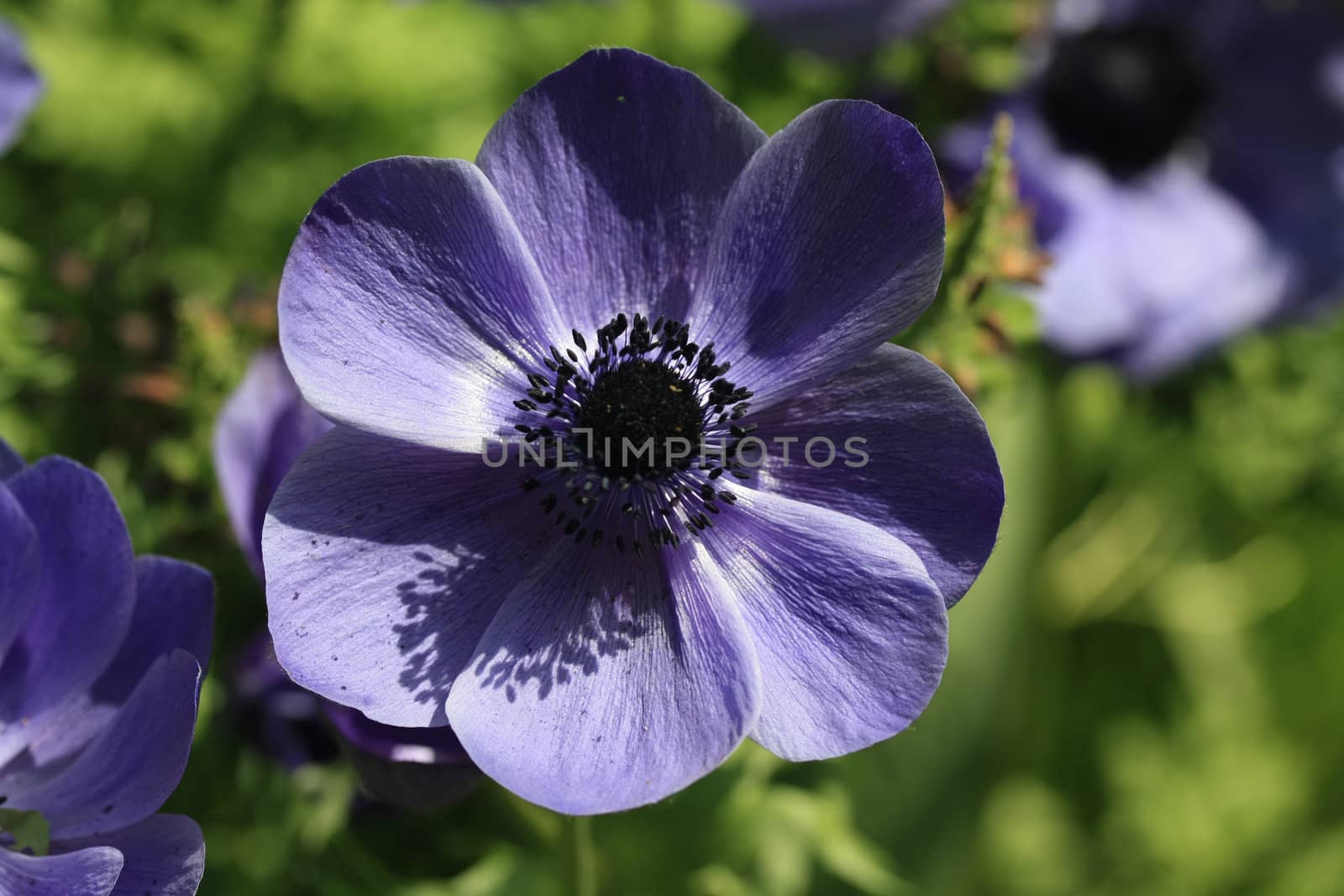A close up of a purple anemone in full sunlight