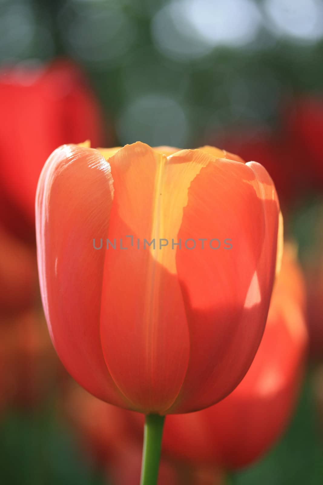 Close up of an orange and yellow tulip in the sunlight