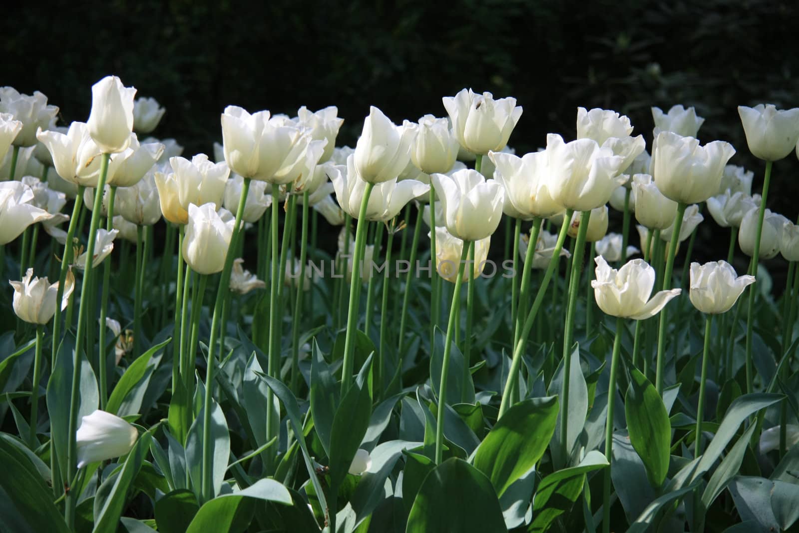 A group of white tulips in the sunlight