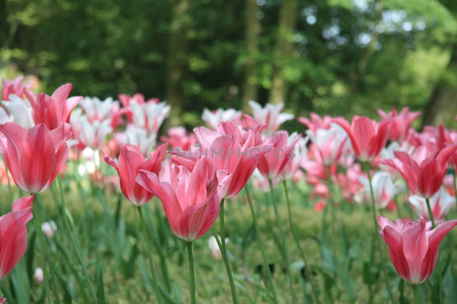 A group of pink and white tulips in a field
