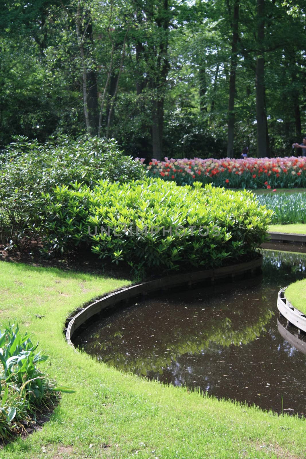 A view in a park, a small water near some grass and tulips in the background