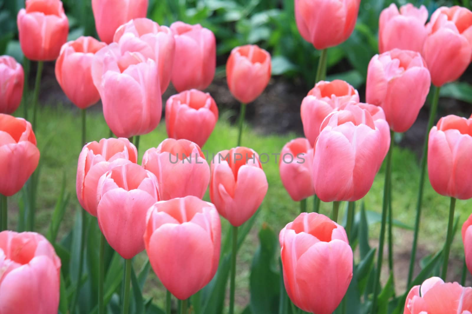 A group of pink tulips in a field