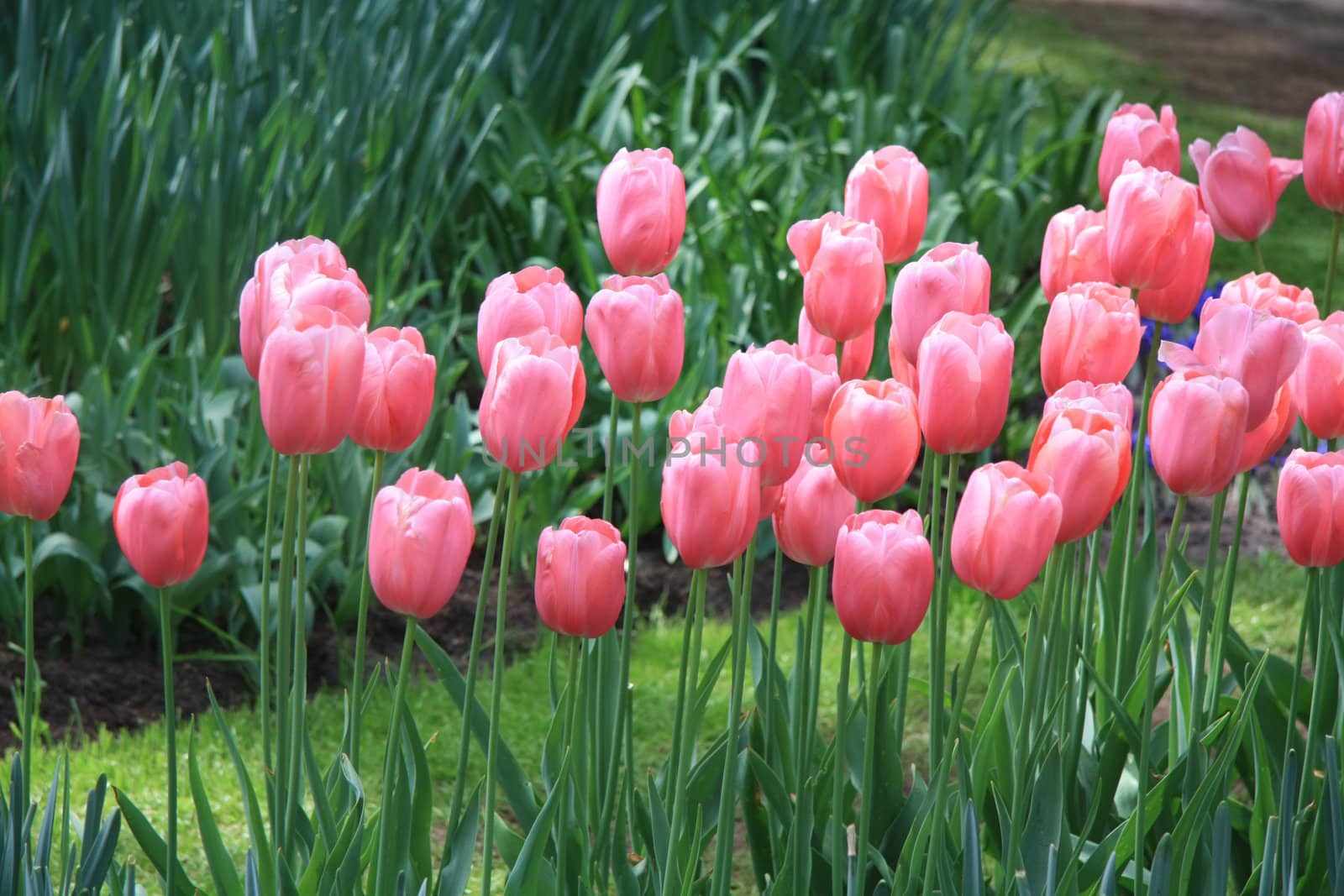 A group of pink tulips in a field