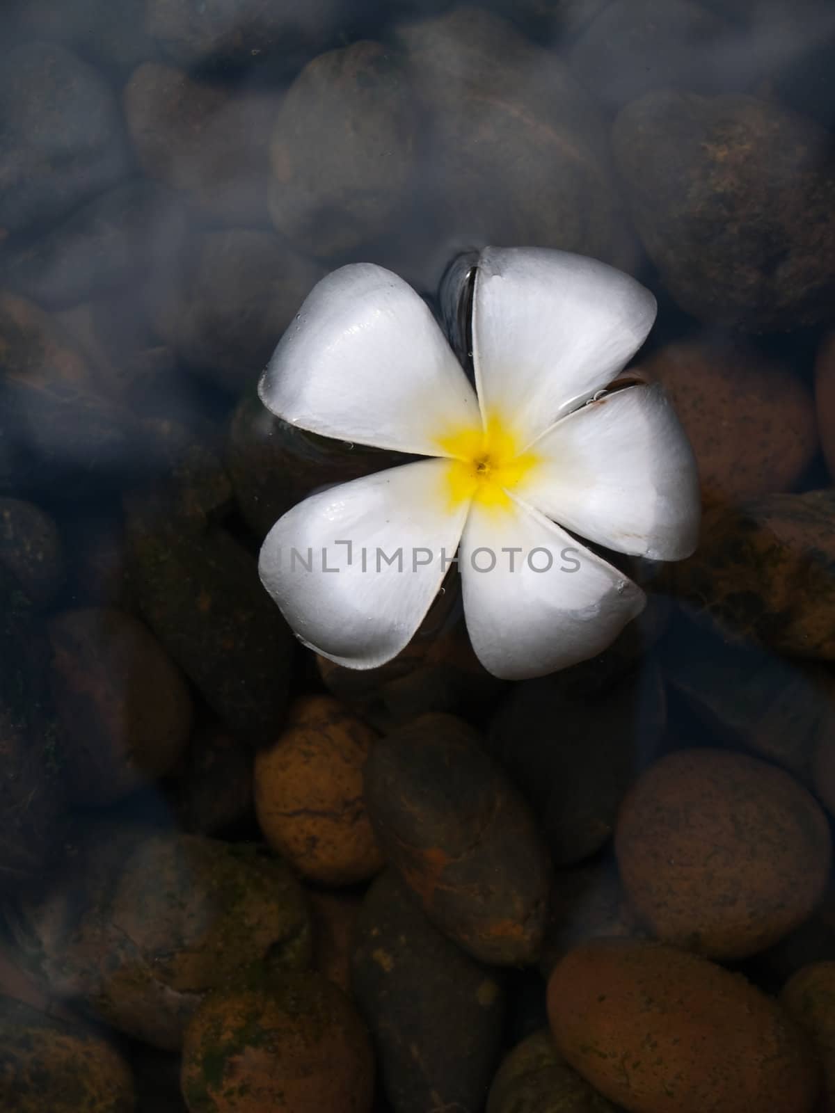 White and yellow frangipani flower floating on pool