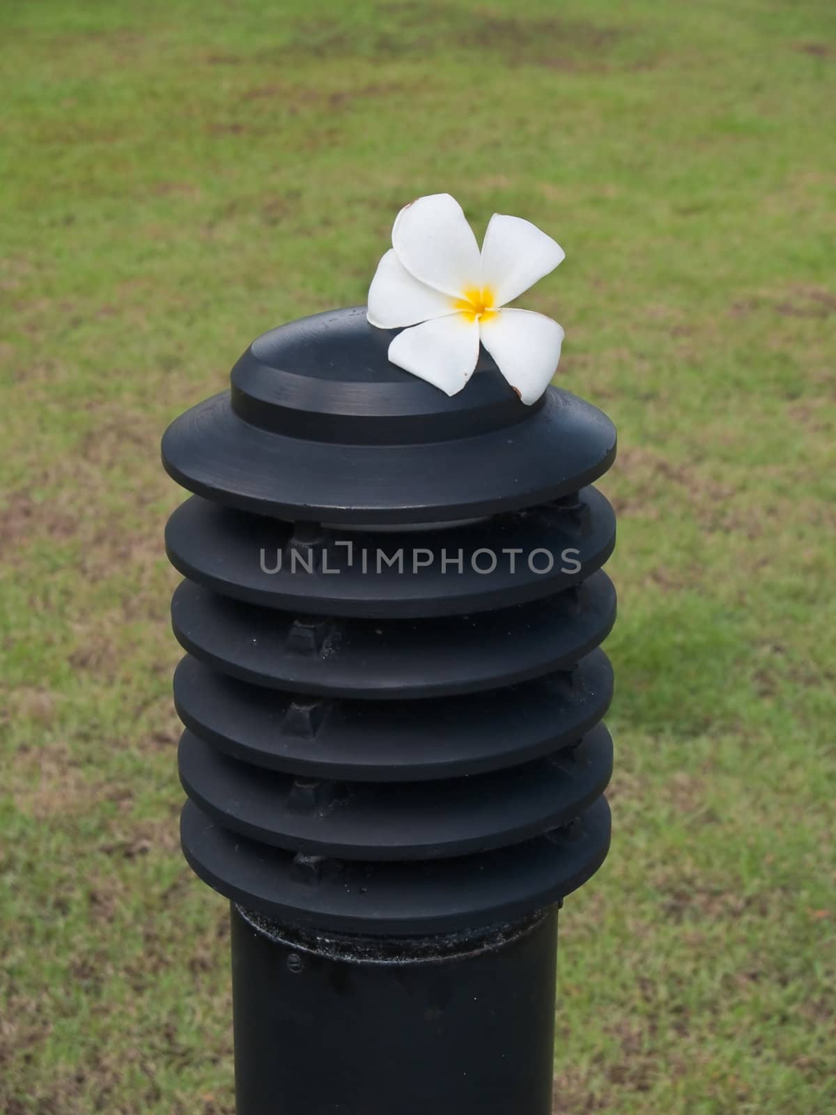 White and yellow frangipani flower on top of lamppost