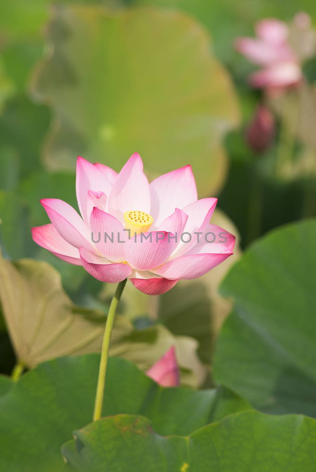 Lotus flower, landscape of nature flora in outdoor with pink and green color in summer.
