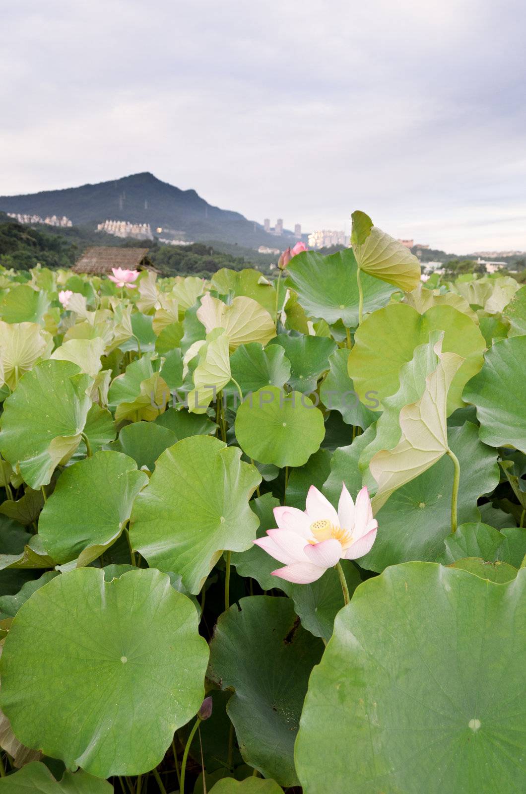 Lotus flowers farm, landscape of nature flora in outdoor in summer.