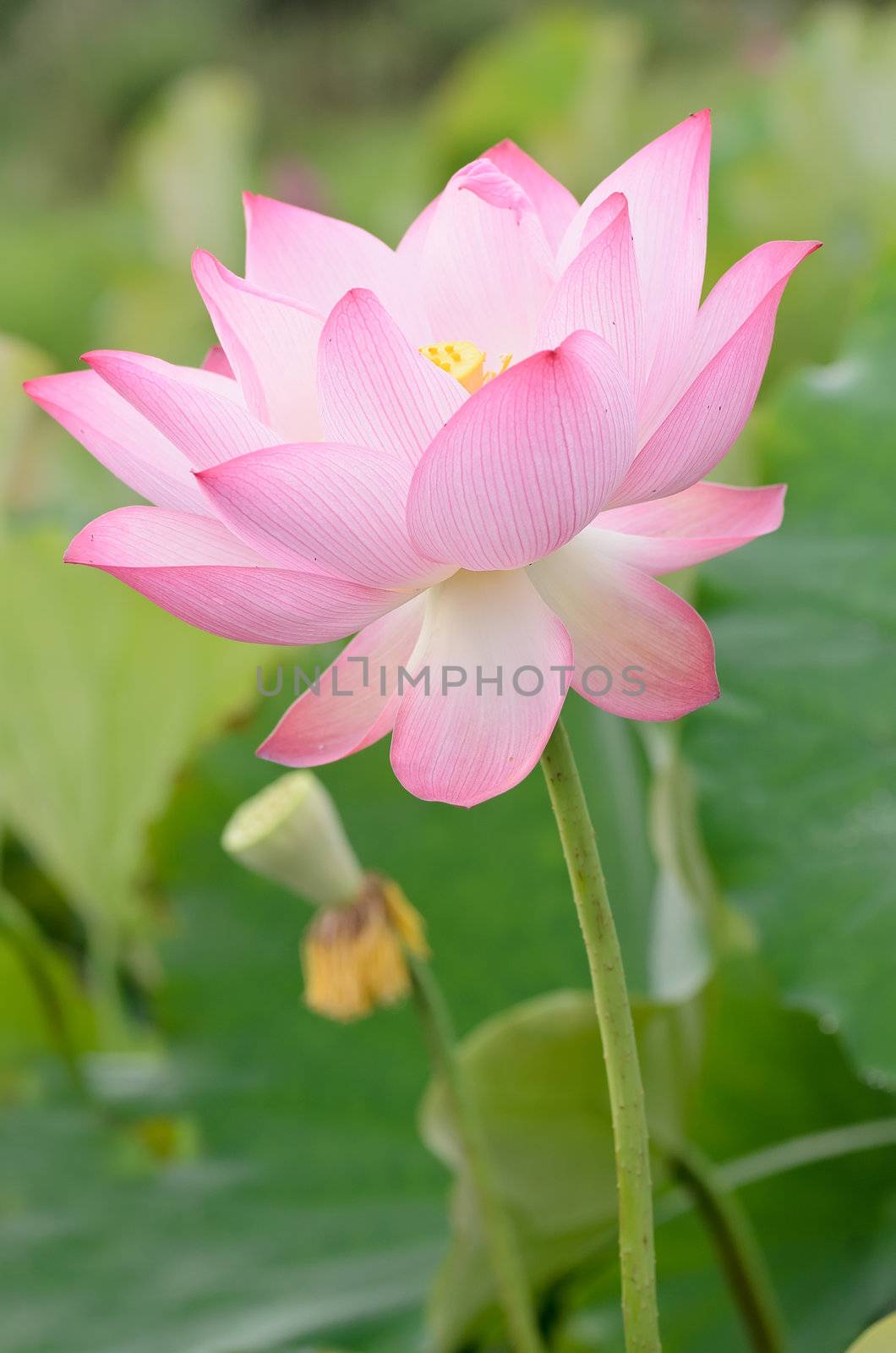 Lotus flower, landscape of nature flora in outdoor with pink and green color in summer.