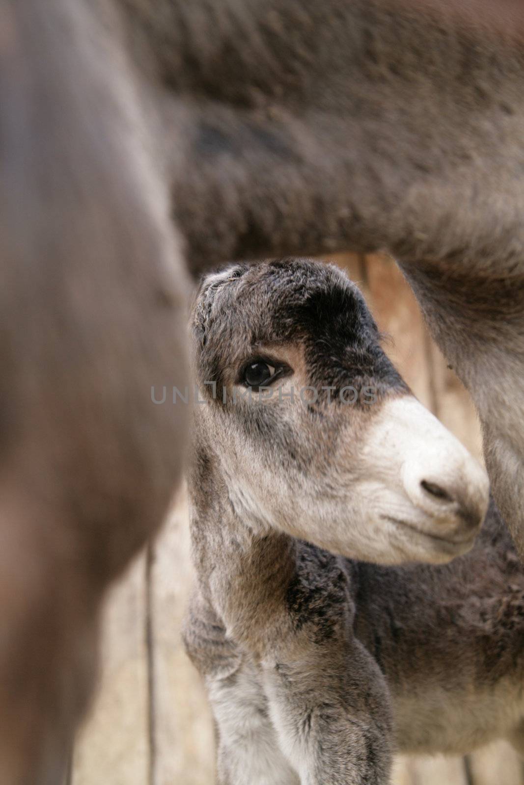 a close encounter with an ass donkey