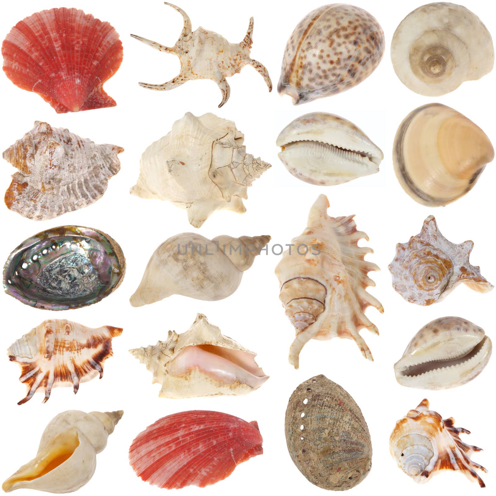 Shells-set by aguirre_mar
