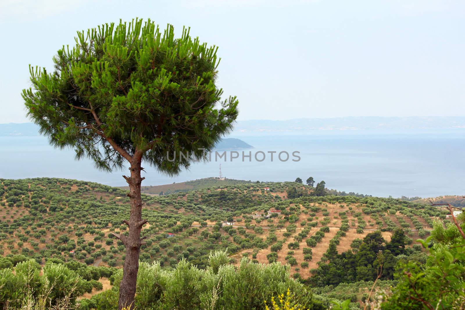 landscape Sithonia Halkidiki Greece by goce