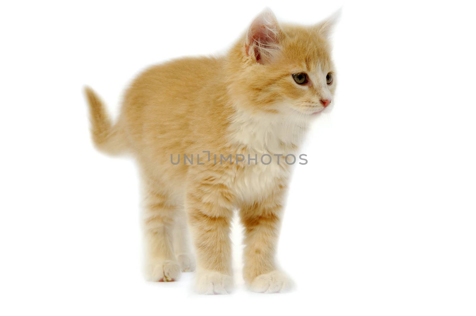 Small kitten is standing on a white background.