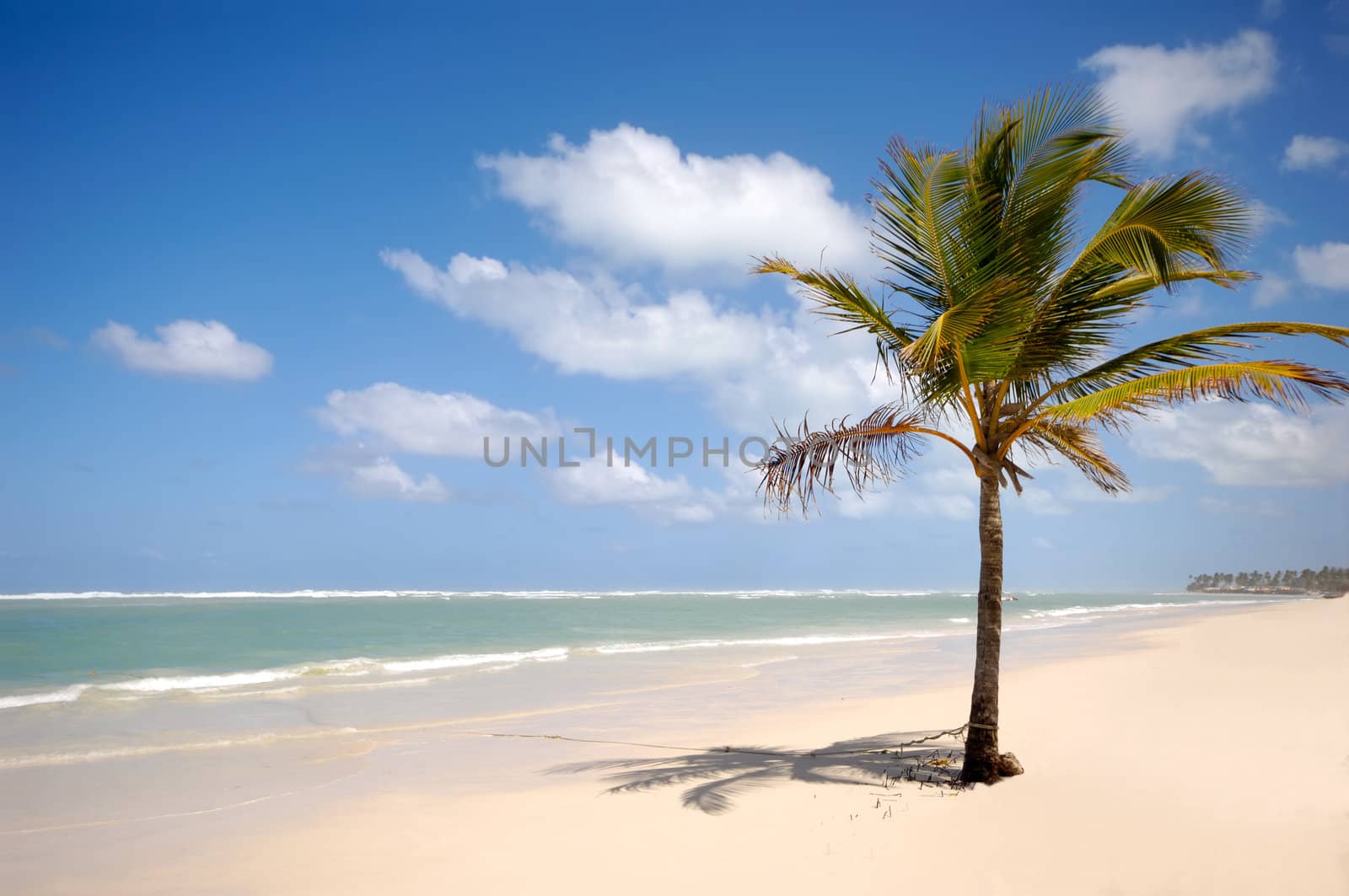 Caribbean beach with palm and white sand