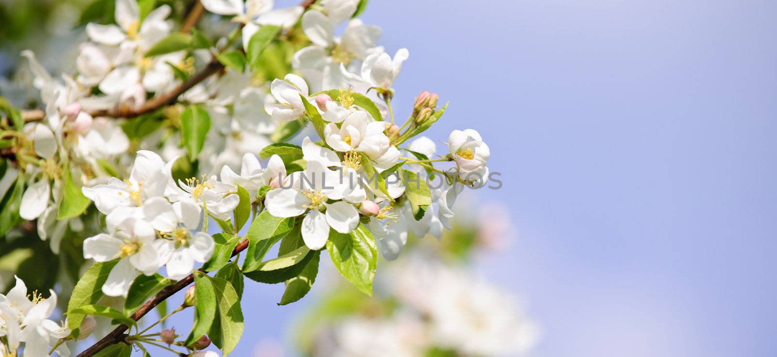Blooming apple tree by elenathewise