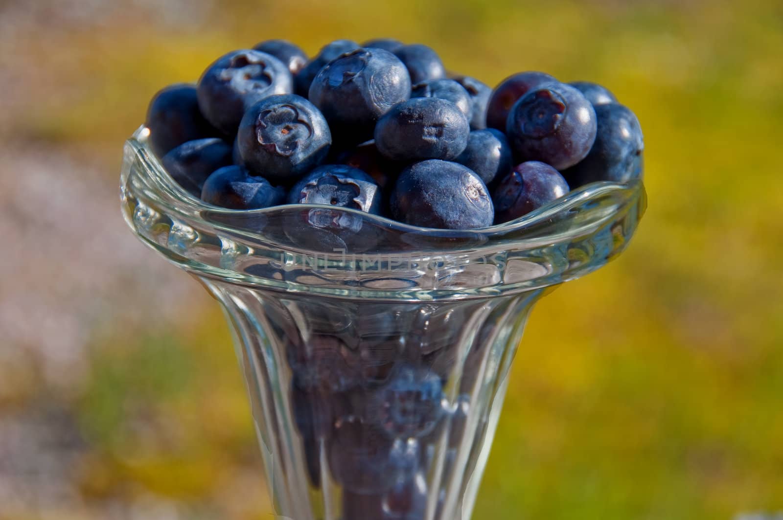 Blueberries in a crystal glass by GryT