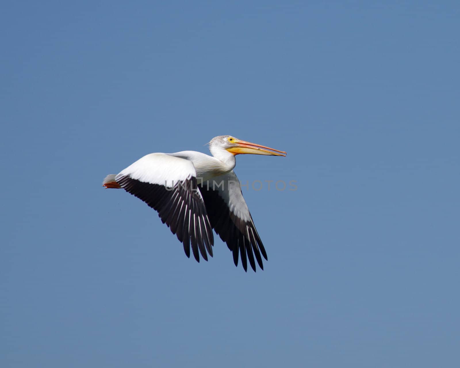 Pelican by davidagall
