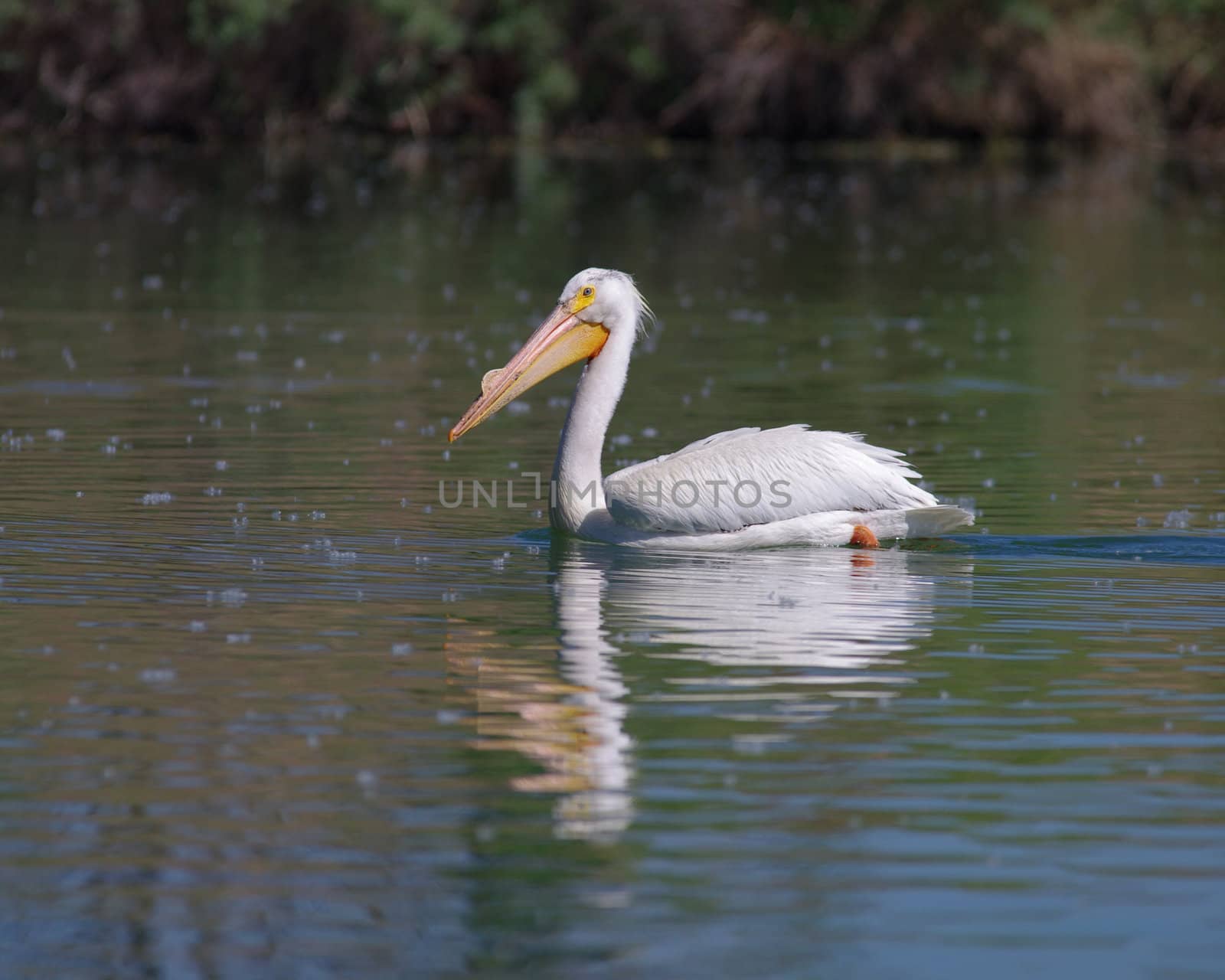 A Pelican in a Colorado lake suimming during the summer