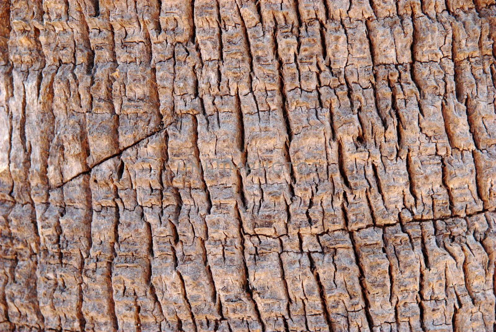 Texture of palm tree close-up