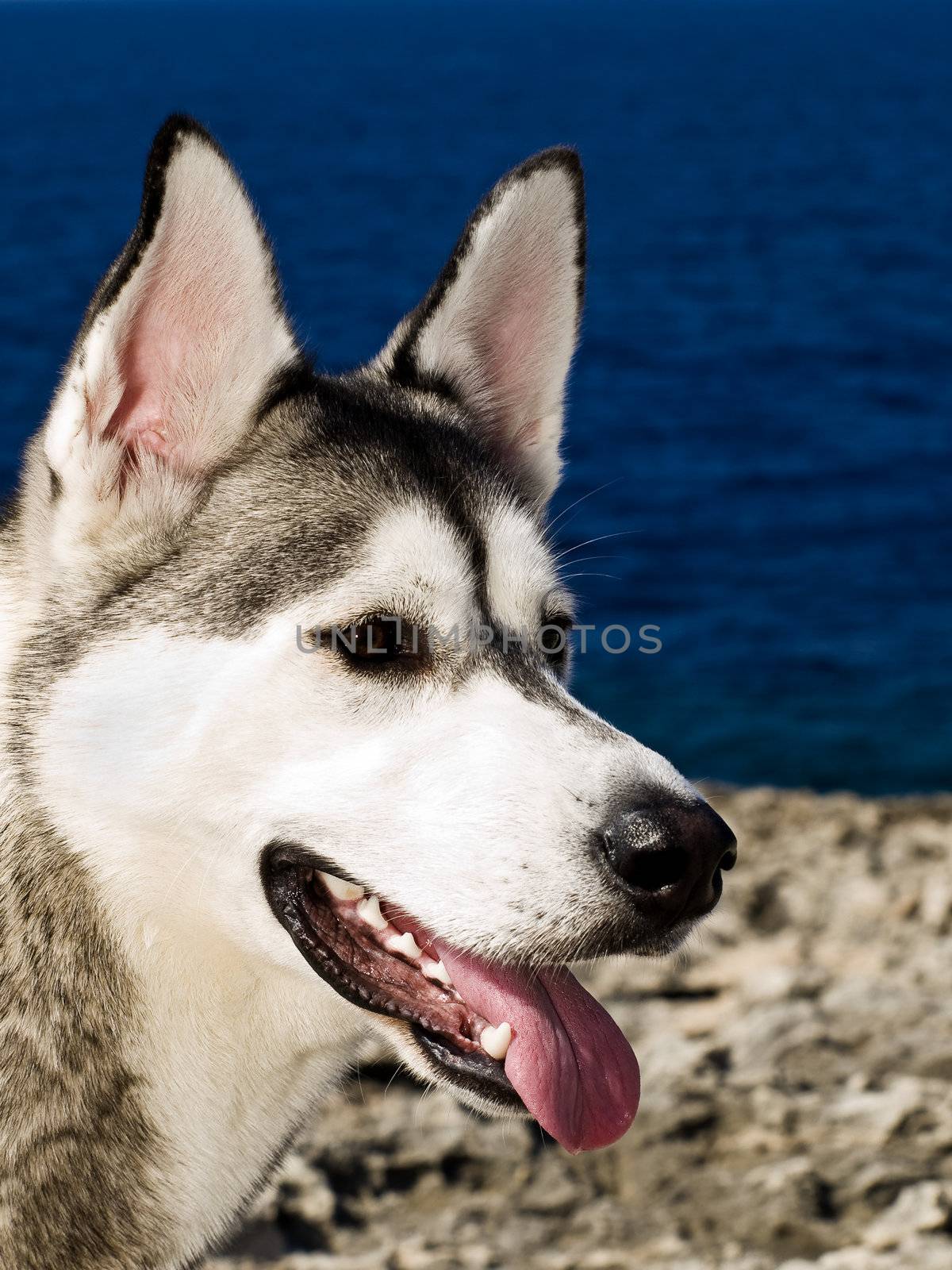 The reliable and loyal Siberian Husky, sled and working dog