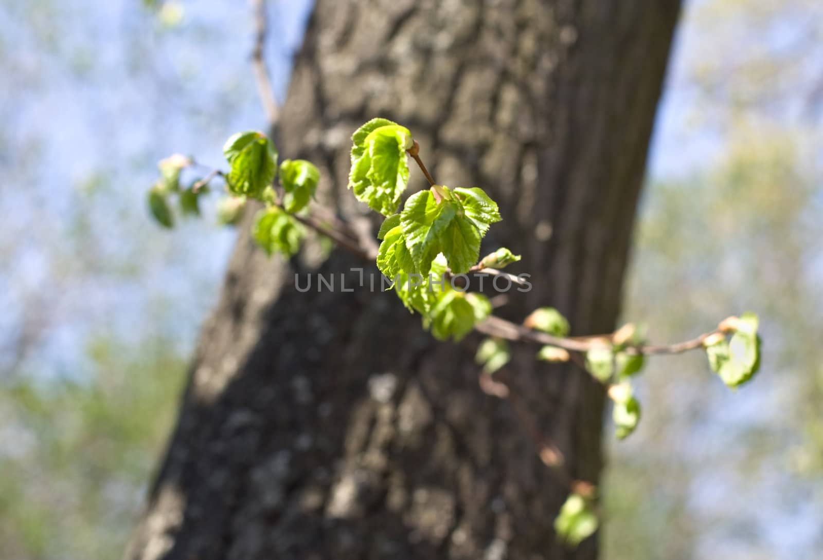 young spring petals on old tree in sunshine day