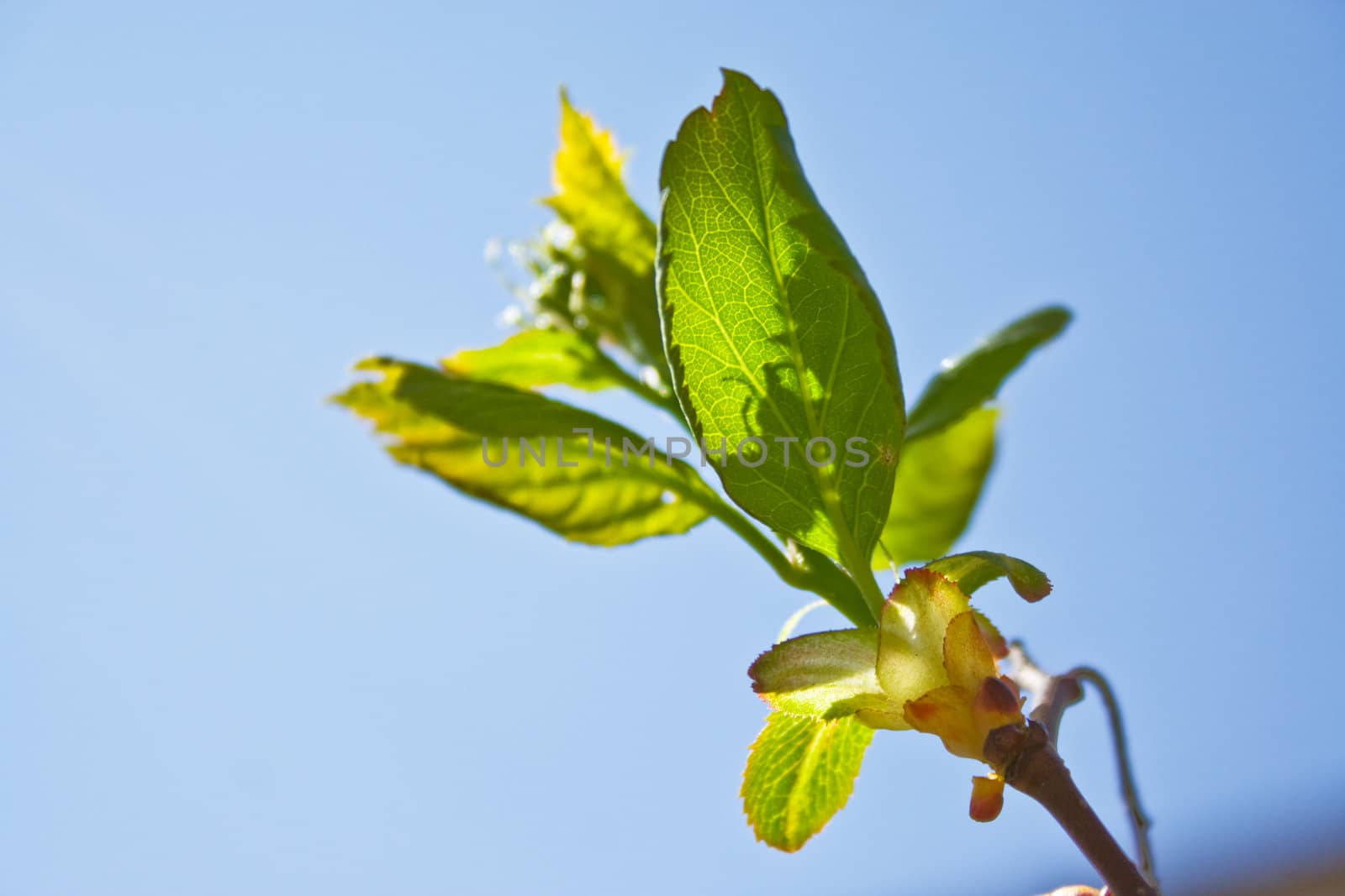 spring brunch with green leaf and petals