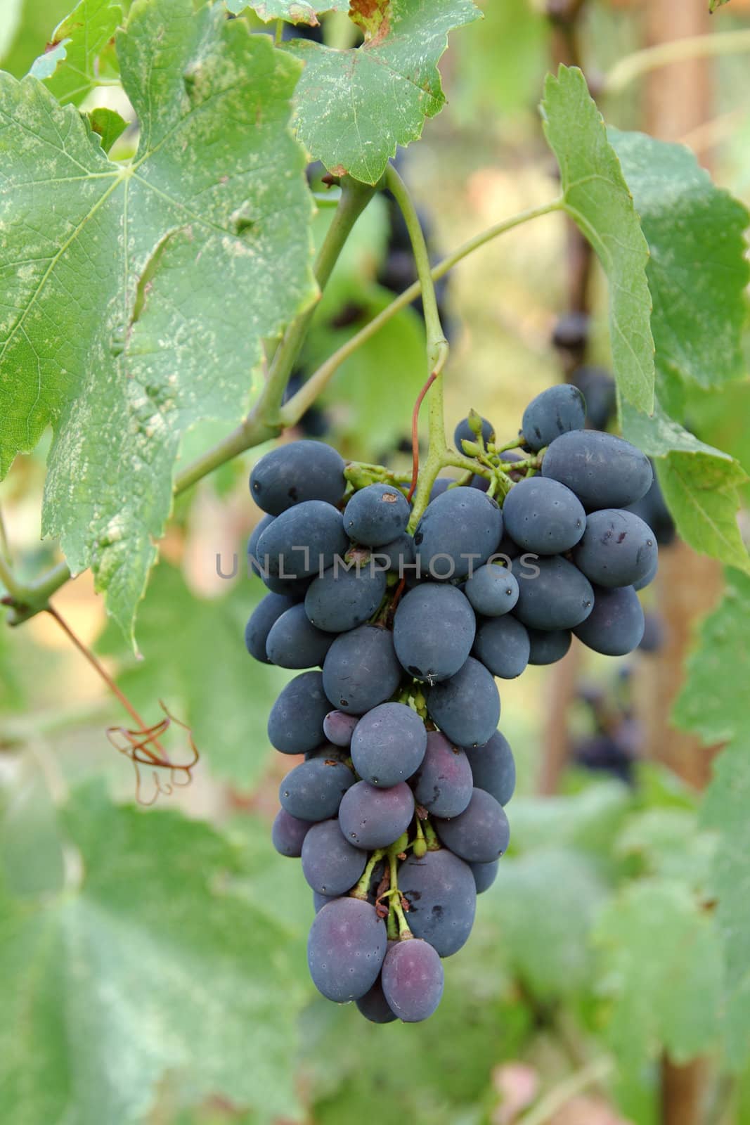 Bunch of black grape hanging among green leaves