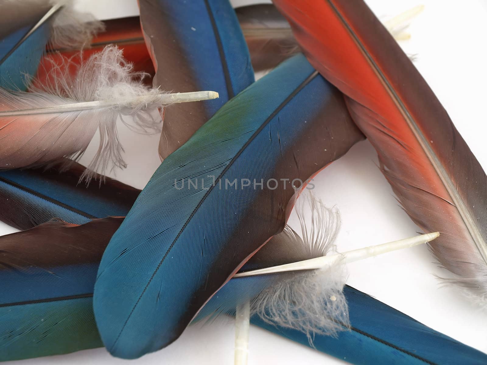 Blue and red feathers from a Green Wing Macaw. Isolated over white.