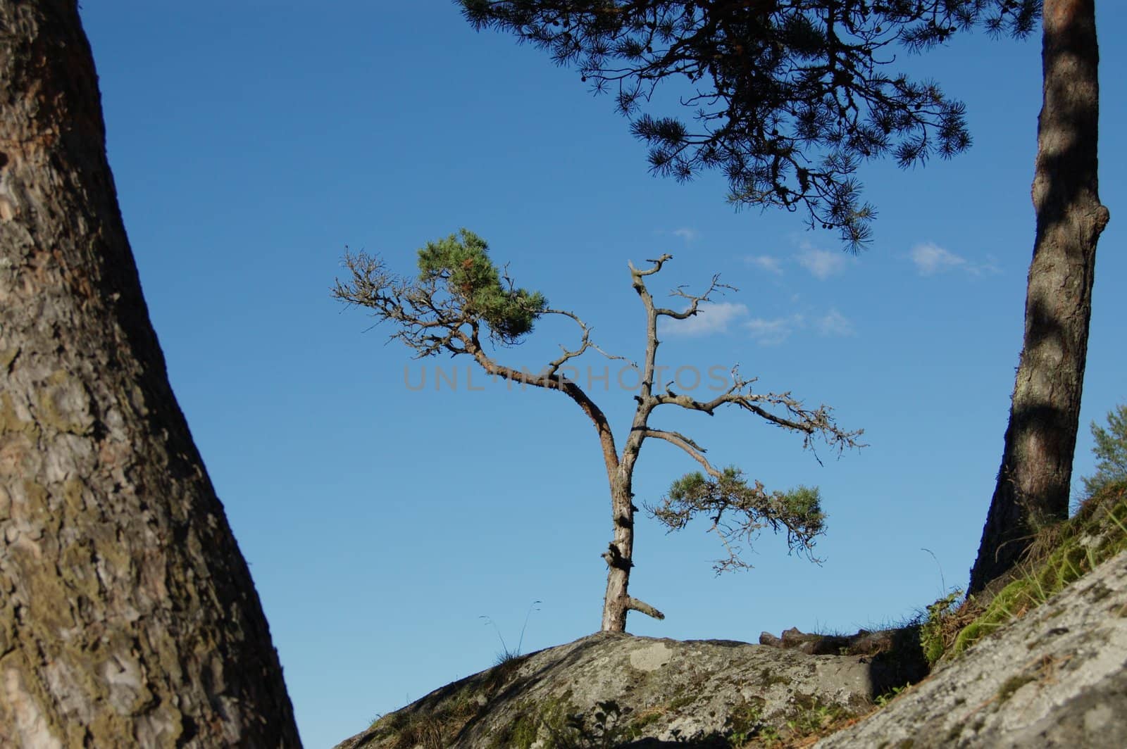 Pinetree against a clear blur sky