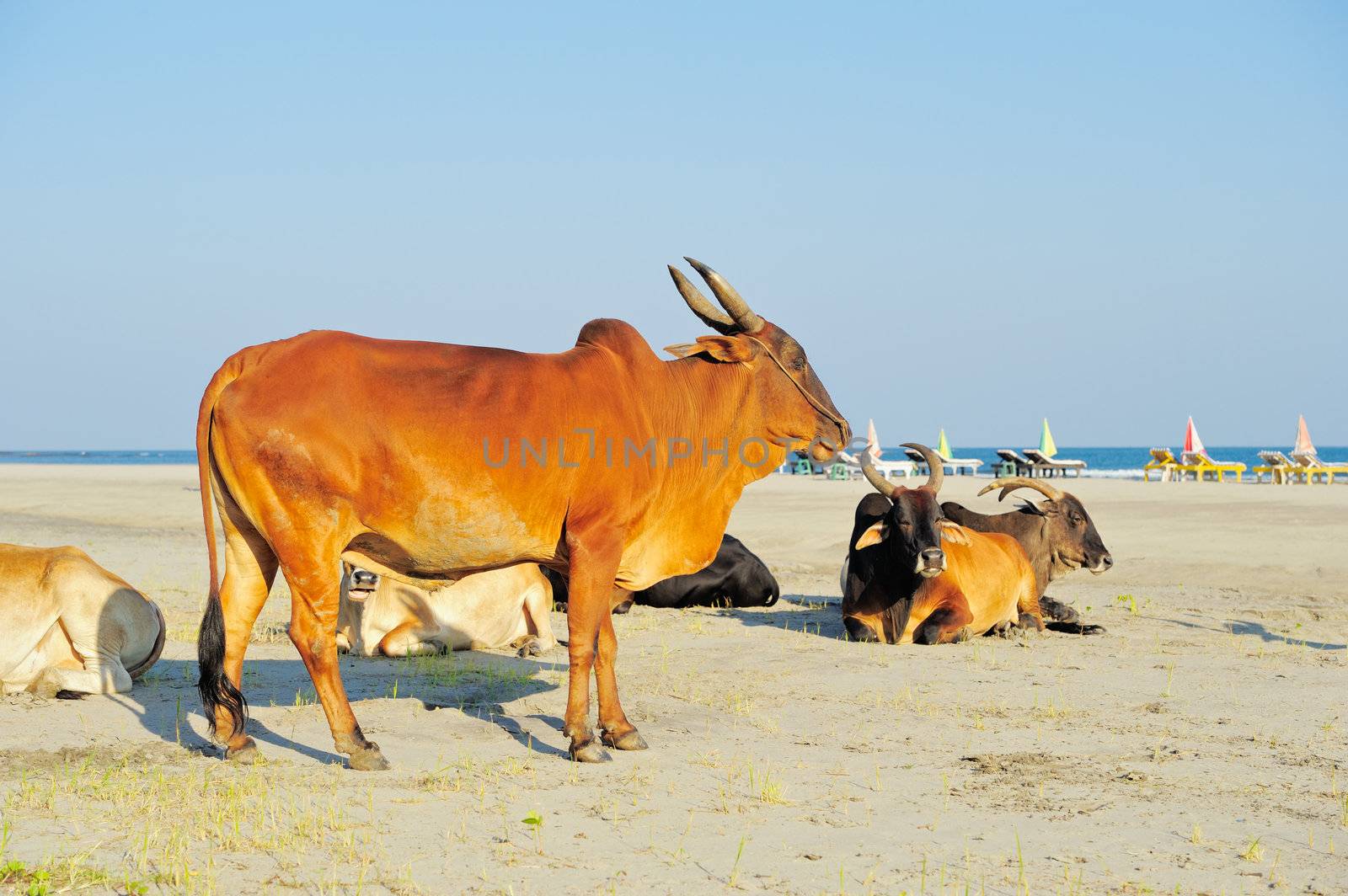 Cows on the sandy beach in Goa. India