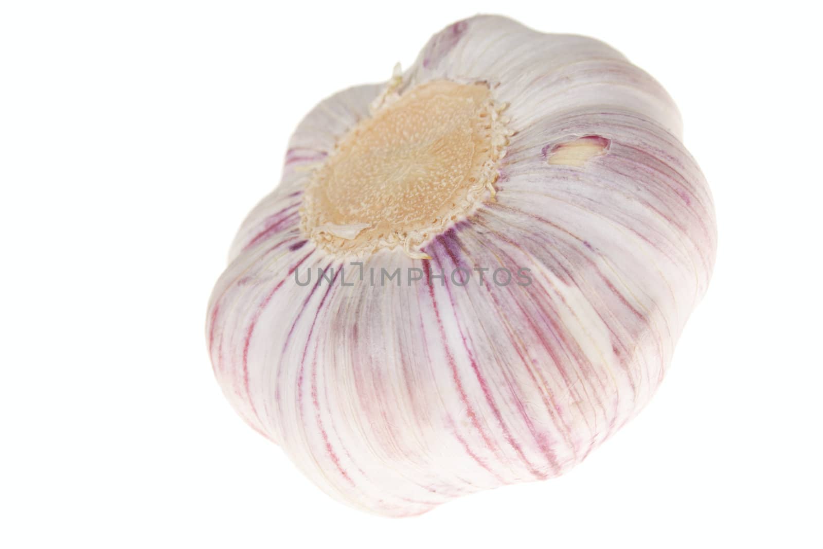 one Garlic, photo on the white background